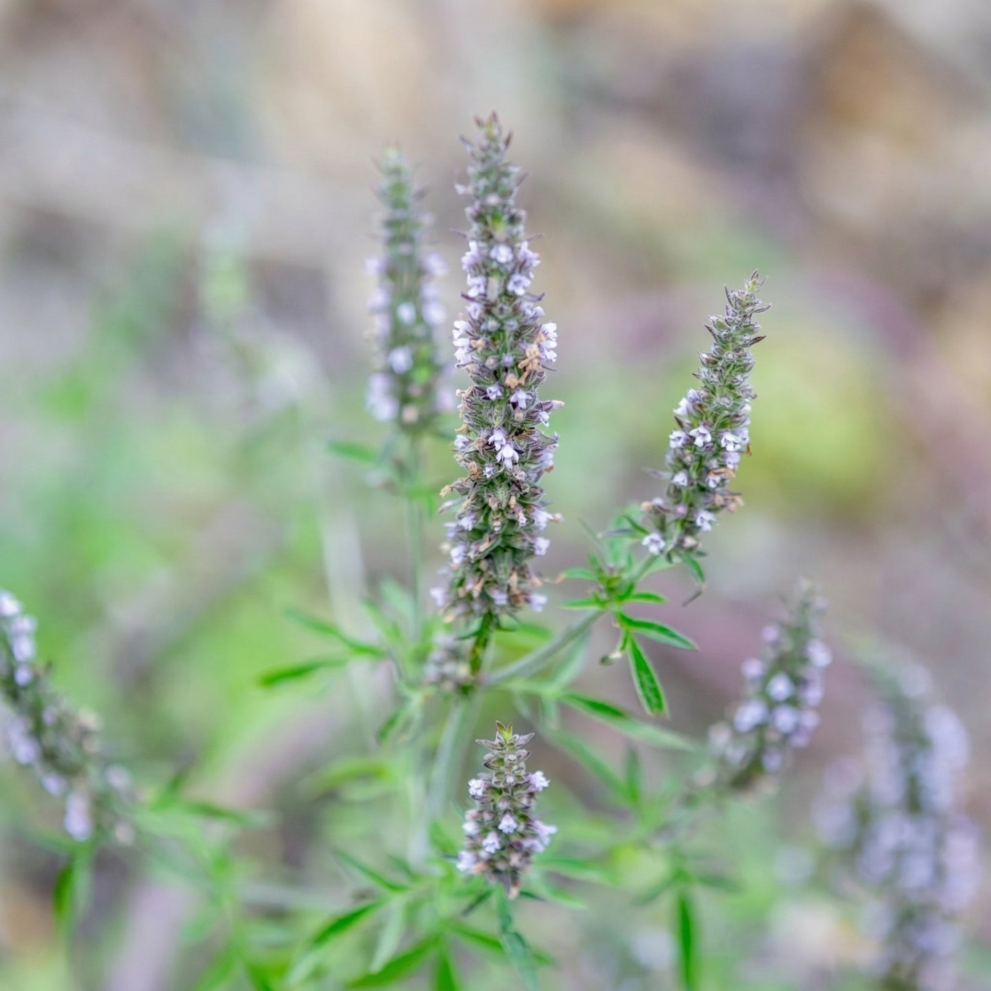 Jing Jie Seeds Schizonepeta tenuifolia – Chinese Catnip Annual Garden Flowering Plant Seeds