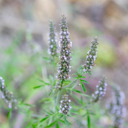 Jing Jie Seeds Schizonepeta tenuifolia – Chinese Catnip Annual Garden Flowering Plant Seeds