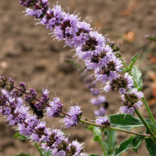 Jing Jie Seeds Schizonepeta tenuifolia – Chinese Catnip Annual Garden Flowering Plant Seeds