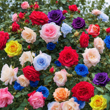 Mixed Color Rose Seeds for Planting – Garden Rose Flower Seeds