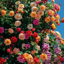 Mixed Color Rose Seeds for Planting – Garden Rose Flower Seeds