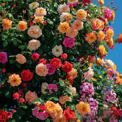 Mixed Color Rose Seeds for Planting – Garden Rose Flower Seeds