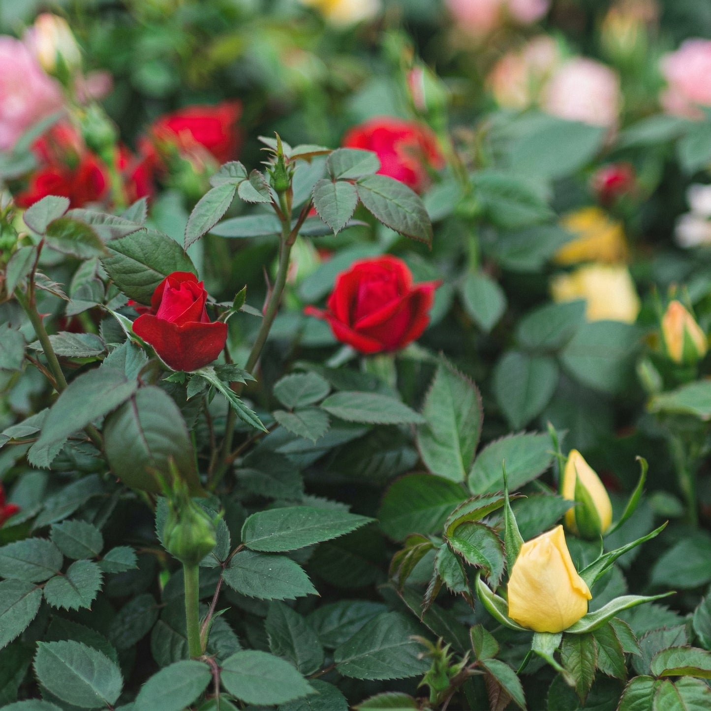Mixed Color Rose Seeds for Planting – Garden Rose Flower Seeds