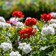 Mixed Geranium Flower Seeds Pelargonium – Annual Garden Flower Seeds for Planting