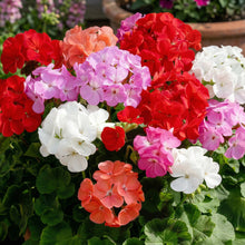 Mixed Geranium Flower Seeds Pelargonium – Annual Garden Flower Seeds for Planting