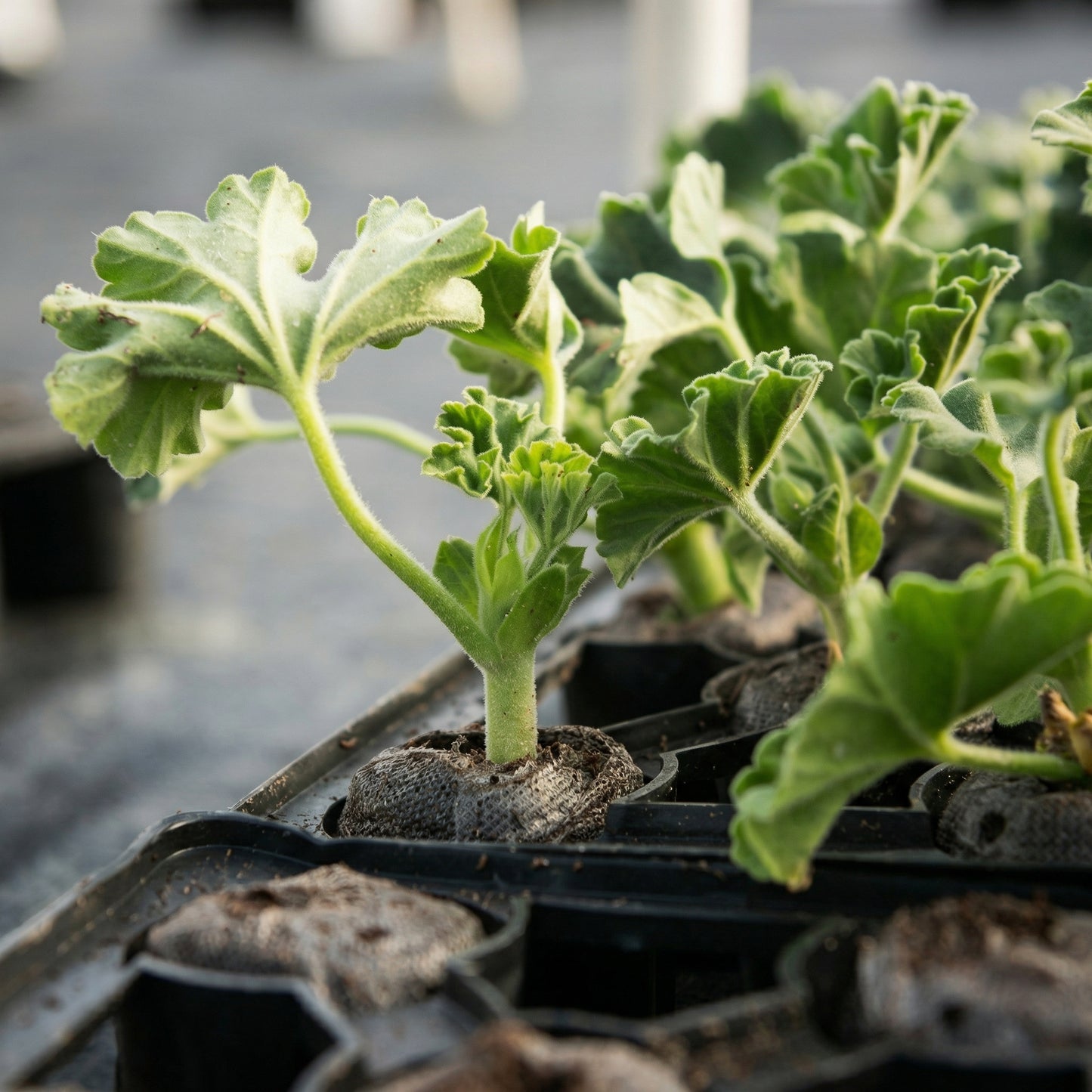Mixed Geranium Flower Seeds Pelargonium – Annual Garden Flower Seeds for Planting