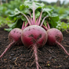 Detroit Dark Red Beet Seeds Beta vulgaris – Root Vegetable Garden Seeds for Planting