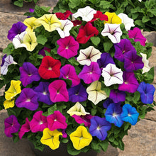 Petunia Grandiflora Seeds Mix – Mixed Color Flower Seeds for Indoor & Outdoor Gardens