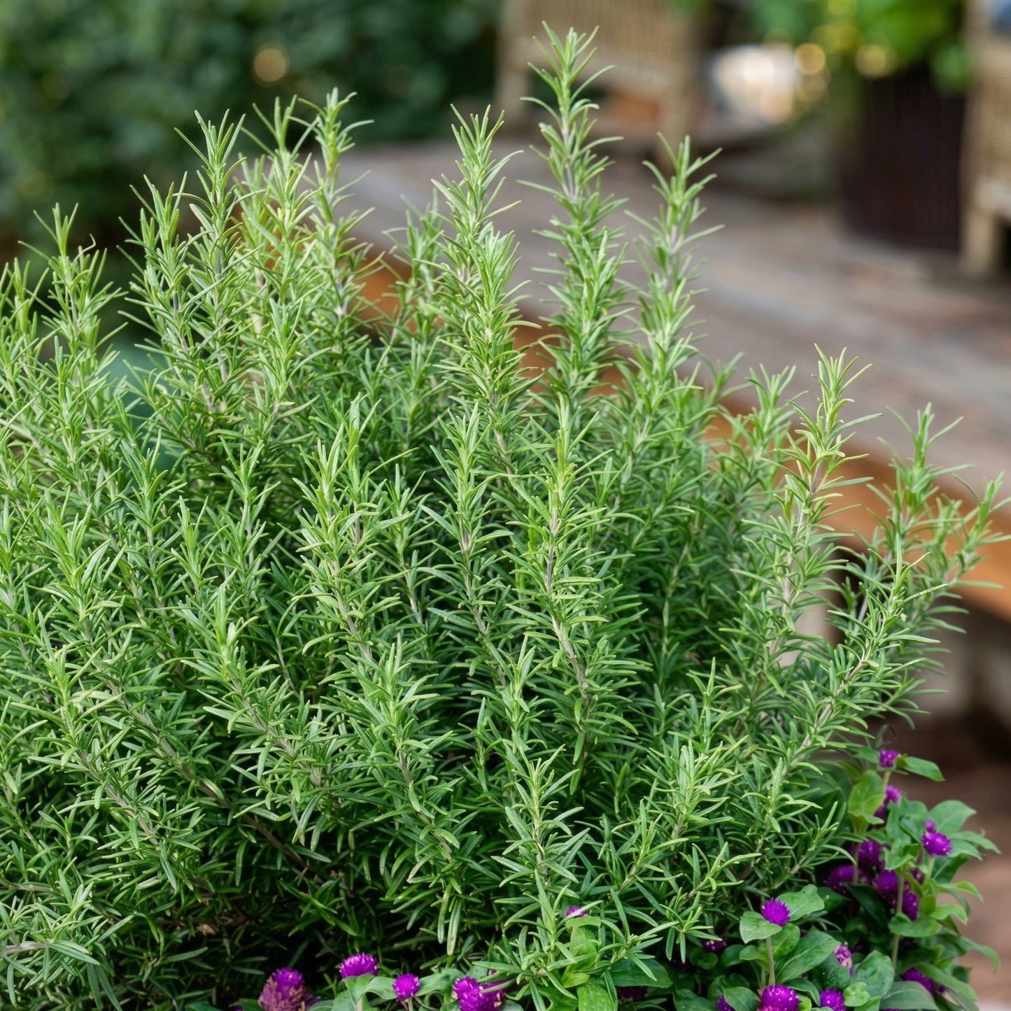 Rosemary Seeds Salvia rosmarinus – Evergreen Shrub Seeds for Indoor & Outdoor Gardens