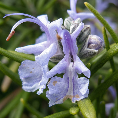 Rosemary Seeds Salvia rosmarinus – Evergreen Shrub Seeds for Indoor & Outdoor Gardens