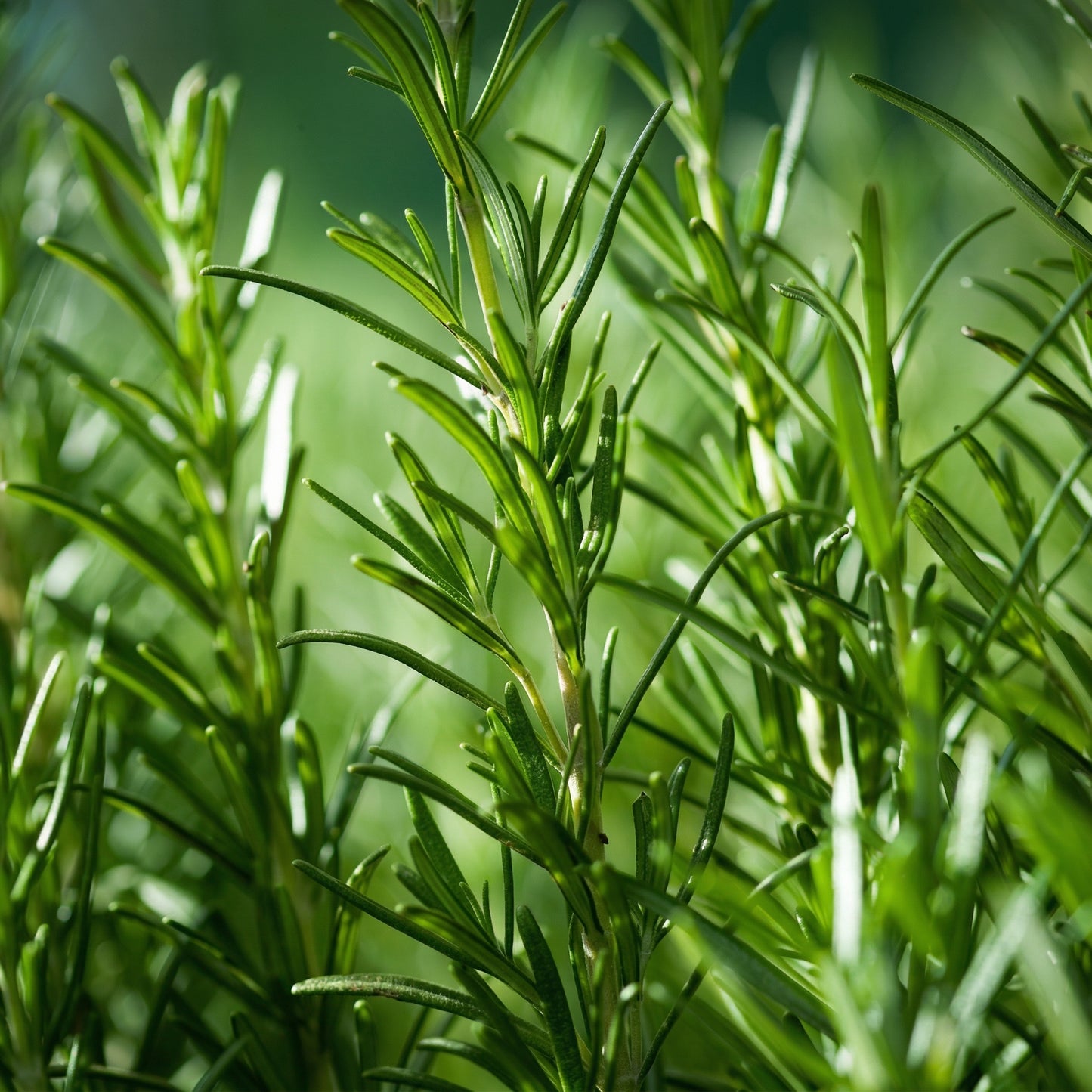 Rosemary Seeds Salvia rosmarinus – Evergreen Shrub Seeds for Indoor & Outdoor Gardens