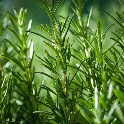 Rosemary Seeds Salvia rosmarinus – Evergreen Shrub Seeds for Indoor & Outdoor Gardens