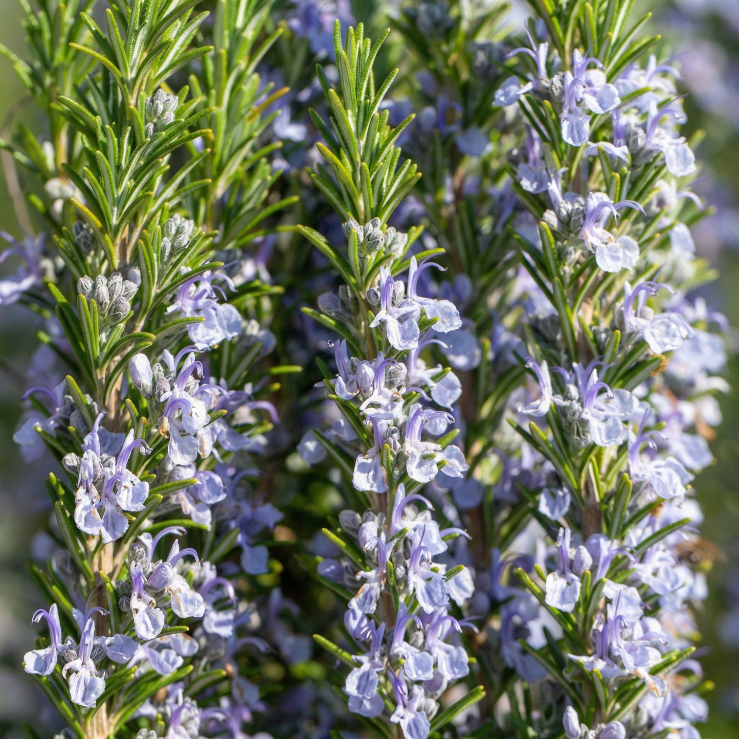 Rosemary Seeds Salvia rosmarinus – Evergreen Shrub Seeds for Indoor & Outdoor Gardens