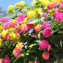 Perennial Lantana camara Flower Seeds Mix – Outdoor Garden Flowering Shrub Seeds