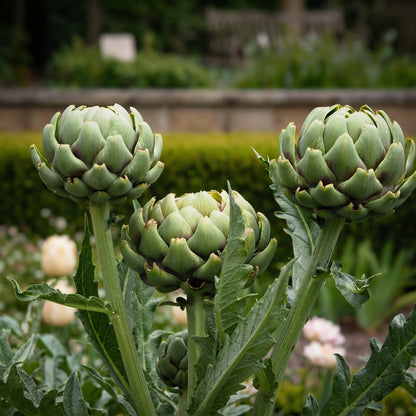 Green Globe Artichoke Seeds for Planting – Perennial Vegetable Garden Seeds