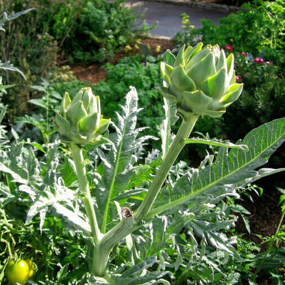 Green Globe Artichoke Seeds for Planting – Perennial Vegetable Garden Seeds