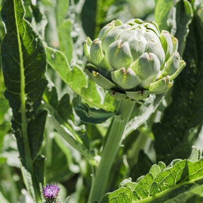 Green Globe Artichoke Seeds for Planting – Perennial Vegetable Garden Seeds