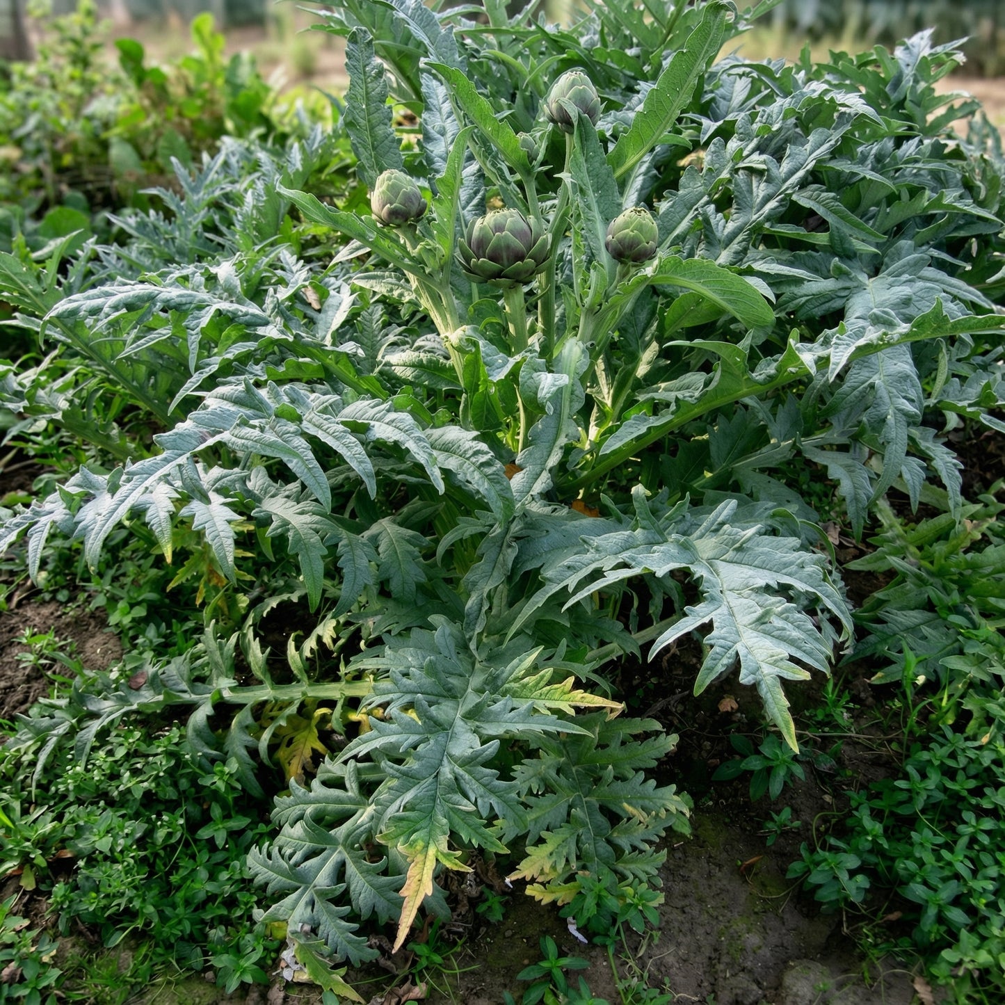 Green Globe Artichoke Seeds for Planting – Perennial Vegetable Garden Seeds
