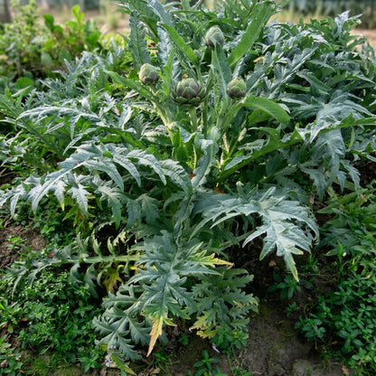 Green Globe Artichoke Seeds for Planting – Perennial Vegetable Garden Seeds