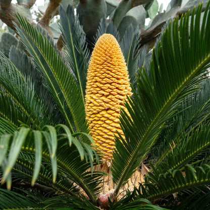 Sago Palm Seeds Cycas revoluta – Ornamental Indoor & Outdoor Cycad Plant Seeds