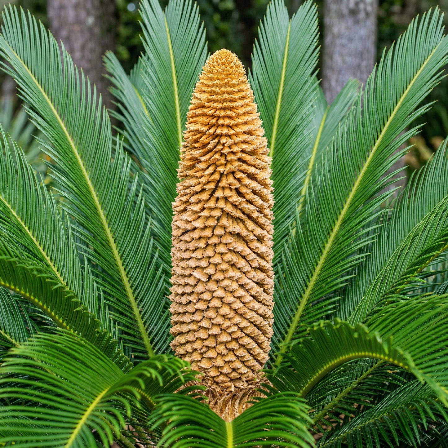 Sago Palm Seeds Cycas revoluta – Ornamental Indoor & Outdoor Cycad Plant Seeds