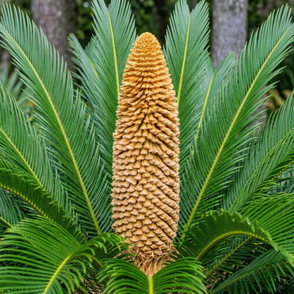 Sago Palm Seeds Cycas revoluta – Ornamental Indoor & Outdoor Cycad Plant Seeds