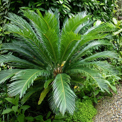 Sago Palm Seeds Cycas revoluta – Ornamental Indoor & Outdoor Cycad Plant Seeds