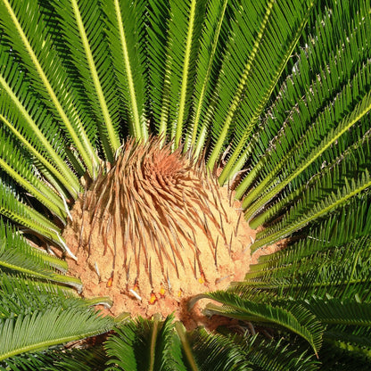 Sago Palm Seeds Cycas revoluta – Ornamental Indoor & Outdoor Cycad Plant Seeds