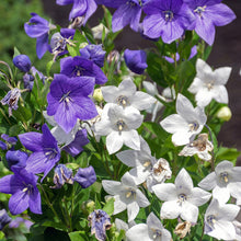 Platycodon Balloon Flower Seeds Mix Platycodon grandiflorus – Perennial Garden Flower Seeds