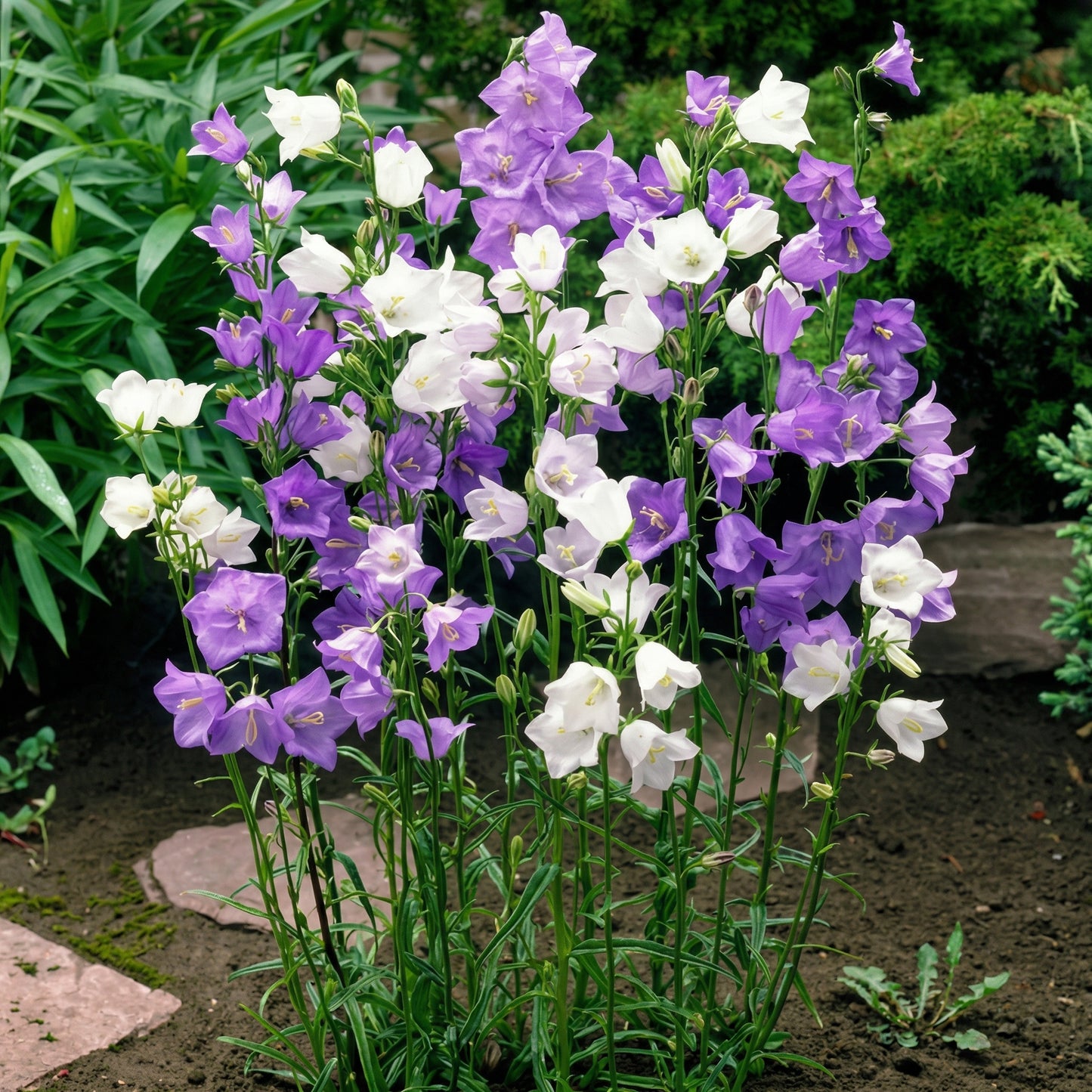 Platycodon Balloon Flower Seeds Mix Platycodon grandiflorus – Perennial Garden Flower Seeds