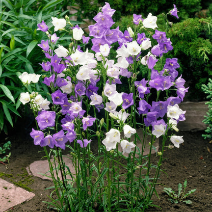 Platycodon Balloon Flower Seeds Mix Platycodon grandiflorus – Perennial Garden Flower Seeds