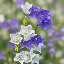 Platycodon Balloon Flower Seeds Mix Platycodon grandiflorus – Perennial Garden Flower Seeds
