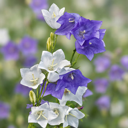 Platycodon Balloon Flower Seeds Mix Platycodon grandiflorus – Perennial Garden Flower Seeds
