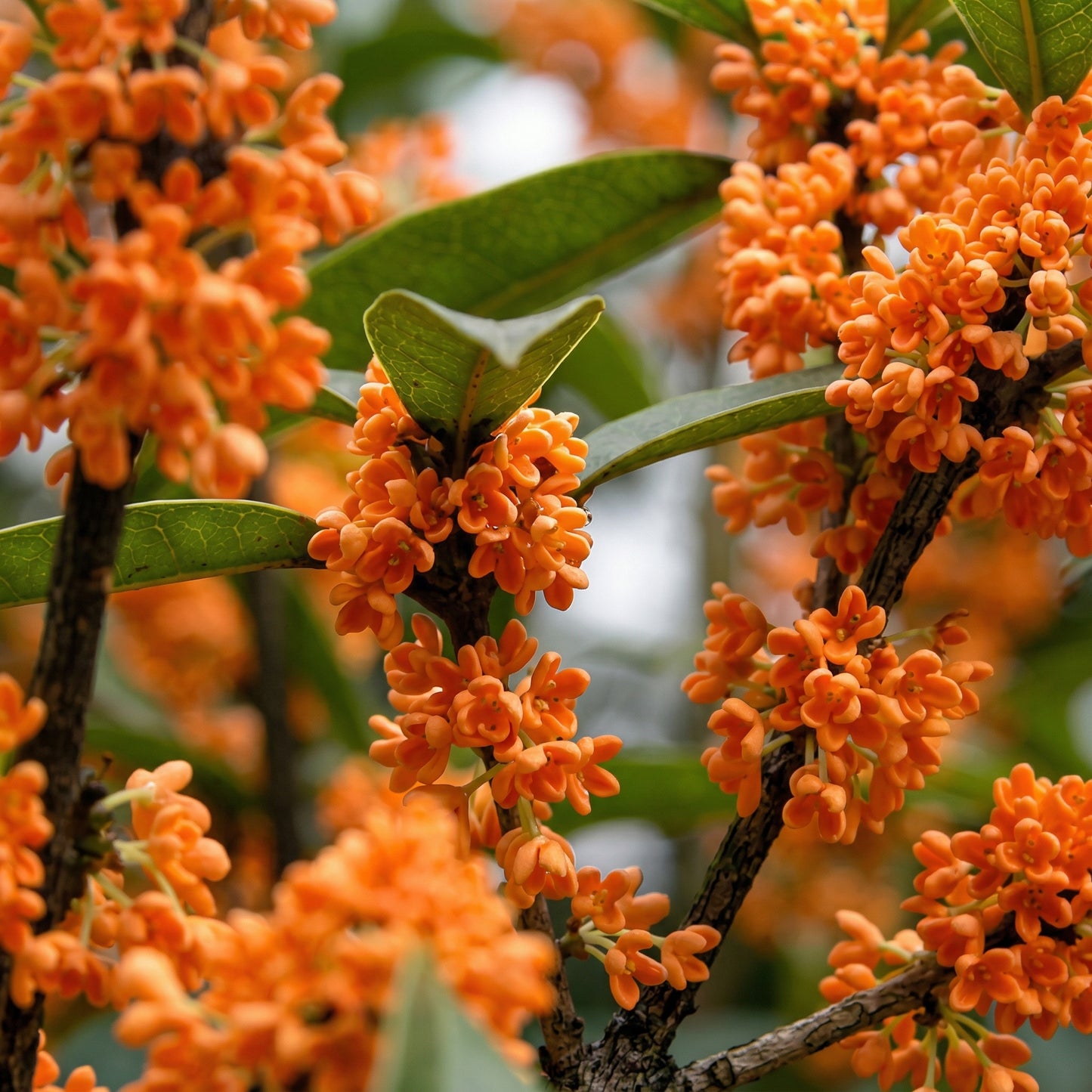 Mixed Osmanthus Flower Seeds Osmanthus fragrans – Yellow & Orange Sweet Olive Bonsai Seeds