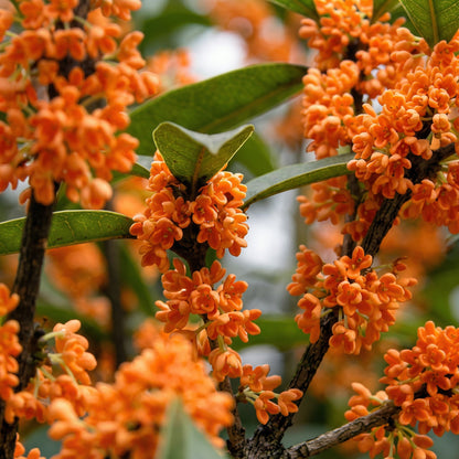 Mixed Osmanthus Flower Seeds Osmanthus fragrans – Yellow & Orange Sweet Olive Bonsai Seeds
