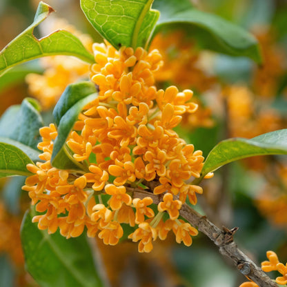 Mixed Osmanthus Flower Seeds Osmanthus fragrans – Yellow & Orange Sweet Olive Bonsai Seeds