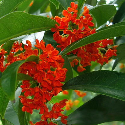 Mixed Osmanthus Flower Seeds Osmanthus fragrans – Yellow & Orange Sweet Olive Bonsai Seeds