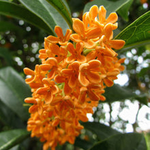 Mixed Osmanthus Flower Seeds Osmanthus fragrans – Yellow & Orange Sweet Olive Bonsai Seeds