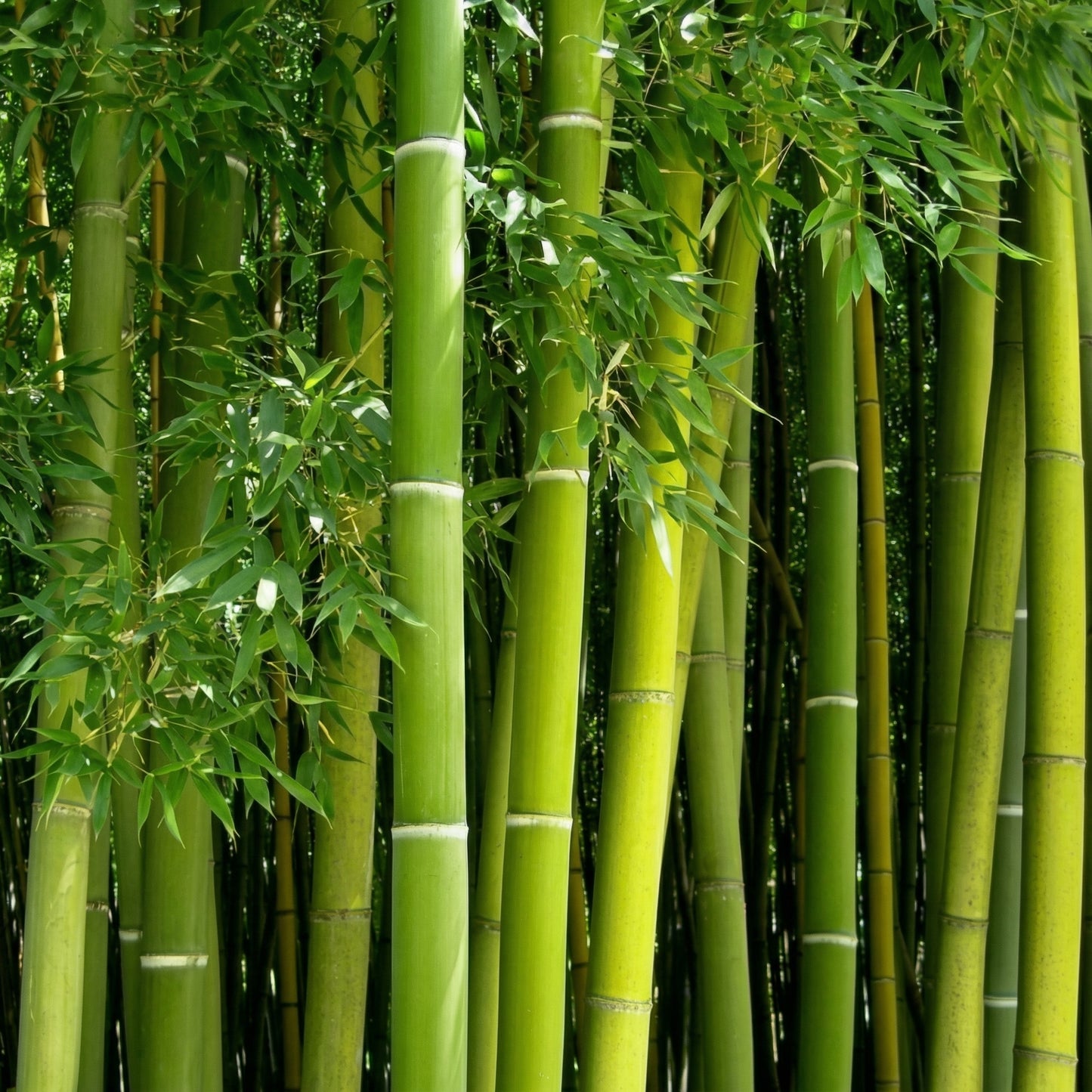 Green Giant Bamboo Seeds for Planting – Ornamental Bamboo Privacy Screen Seeds