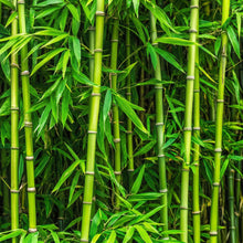 Green Giant Bamboo Seeds for Planting – Ornamental Bamboo Privacy Screen Seeds