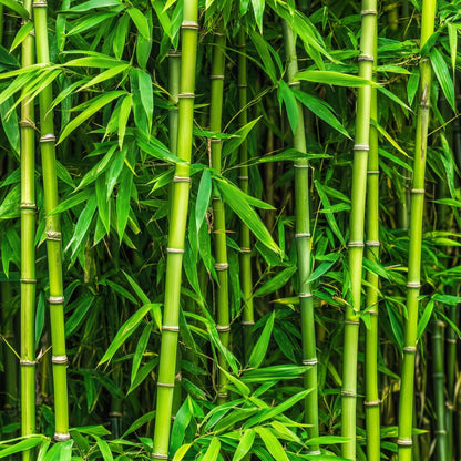 Green Giant Bamboo Seeds for Planting – Ornamental Bamboo Privacy Screen Seeds