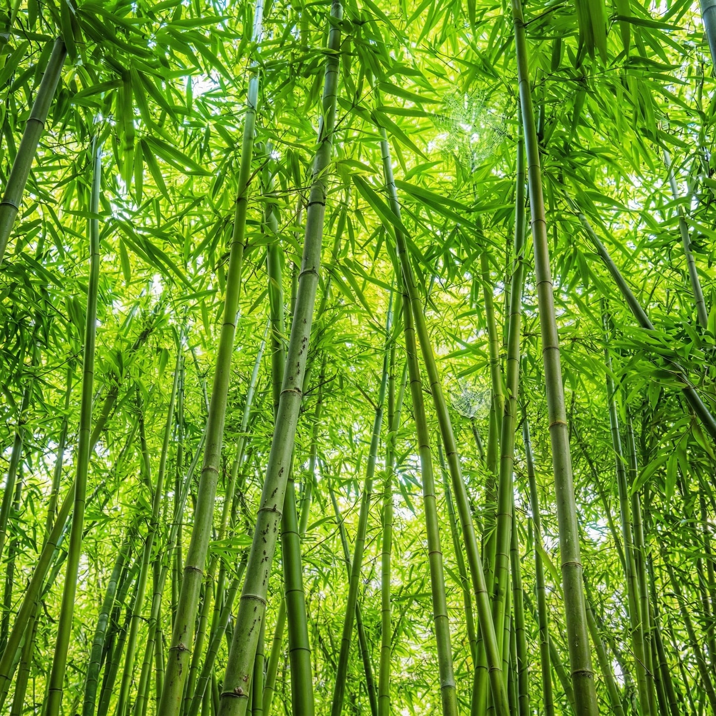 Green Giant Bamboo Seeds for Planting – Ornamental Bamboo Privacy Screen Seeds