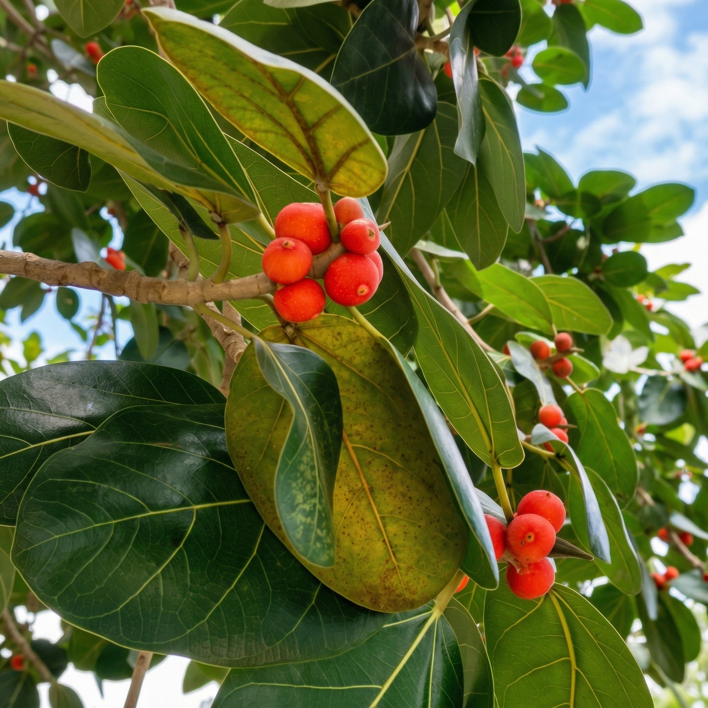 Banyan Tree Seeds Ficus benghalensis – Indian Banyan Ornamental Landscape Tree Seeds