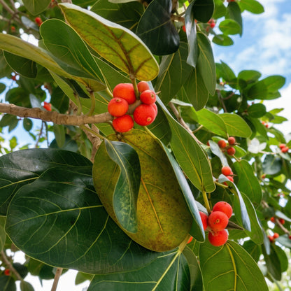 Banyan Tree Seeds Ficus benghalensis – Indian Banyan Ornamental Landscape Tree Seeds