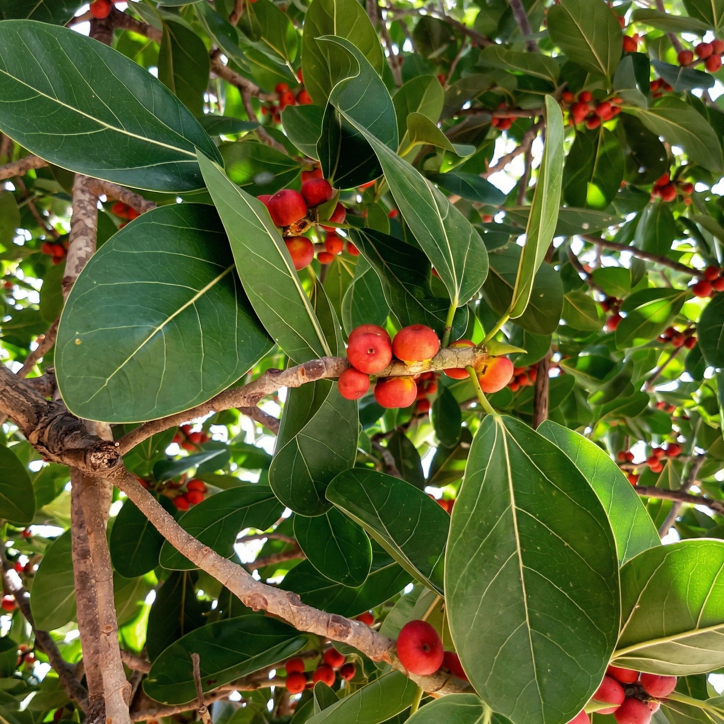 Banyan Tree Seeds Ficus benghalensis – Indian Banyan Ornamental Landscape Tree Seeds
