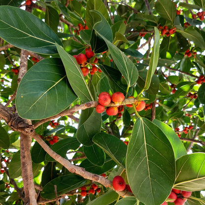 Banyan Tree Seeds Ficus benghalensis – Indian Banyan Ornamental Landscape Tree Seeds