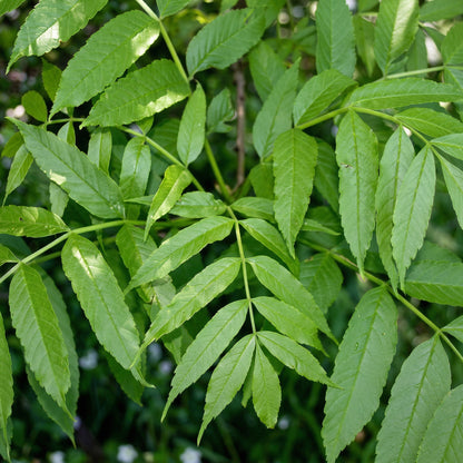 Manchurian Ash Tree Seeds Fraxinus mandshurica – Ornamental Shade Tree Seeds with Autumn Foliage