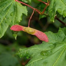 Manchurian Ash Tree Seeds Fraxinus mandshurica – Ornamental Shade Tree Seeds with Autumn Foliage