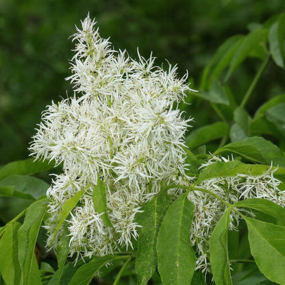 Manchurian Ash Tree Seeds Fraxinus mandshurica – Ornamental Shade Tree Seeds with Autumn Foliage