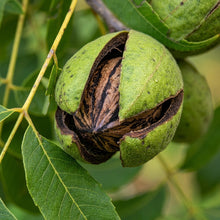 Pecan Tree Seeds Carya illinoinensis – Perennial Hickory Shade Tree Seeds for Planting